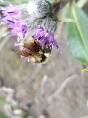 Bombus lapponicus