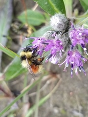 Bombus lapponicus