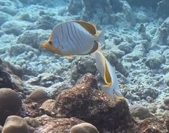 Chaetodon xanthocephalus