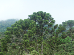Araucaria angustifolia