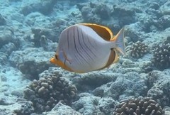 Chaetodon xanthocephalus