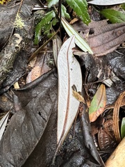 Drimys granadensis