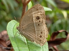 Mycalesis perseoides