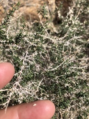 Galium stellatum eremicum