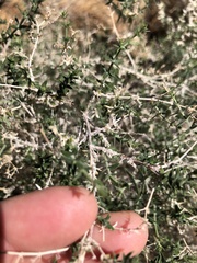 Galium stellatum eremicum