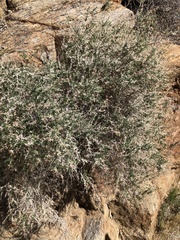 Galium stellatum eremicum