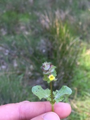 Erythranthe arvensis