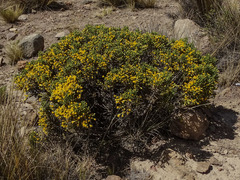 Parastrephia quadrangularis