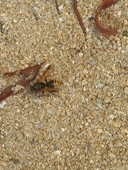 Brachygastra lecheguana