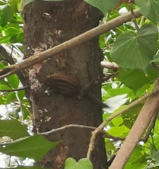 Tamiops maritimus hainanus