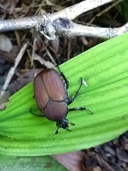 Allorrhina cornifrons