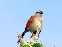 Tchagra australis australis