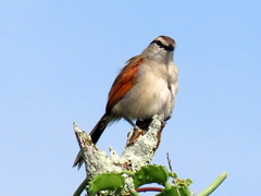 Tchagra australis australis