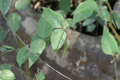 Vincetoxicum dalzellii