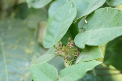 Vincetoxicum dalzellii