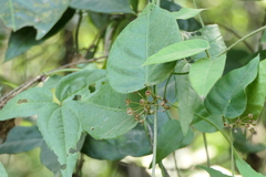 Vincetoxicum dalzellii