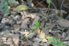 Vincetoxicum dalzellii