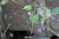 Vincetoxicum dalzellii