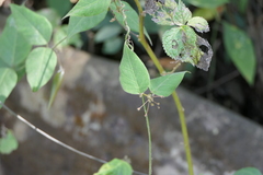 Vincetoxicum dalzellii