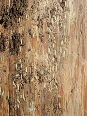 Polygraphus poligraphus