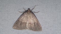 Pachycnemia tibiaria