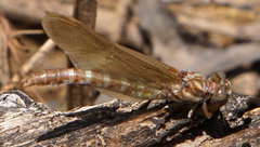 Progomphus obscurus