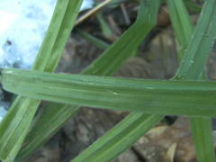 Carex pilosa