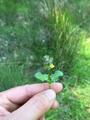 Erythranthe arvensis