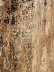 Polygraphus poligraphus