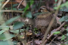 Tropicoperdix chloropus