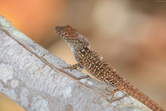 Anolis sagrei sagrei