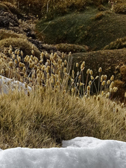 Deschampsia ovata