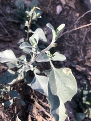 Datura discolor