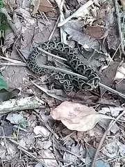 Bothrops