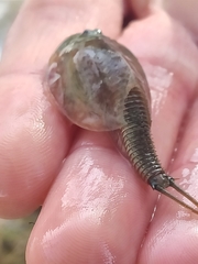 Triops baeticus
