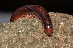 Gymnostreptus
