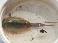 Triops baeticus
