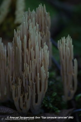Ramaria apiculata