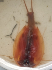 Triops baeticus