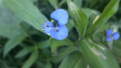 Commelina diffusa diffusa