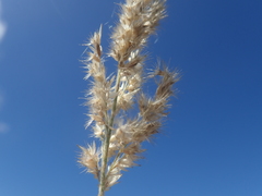 Poaceae