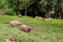 Hydrochoerus hydrochaeris