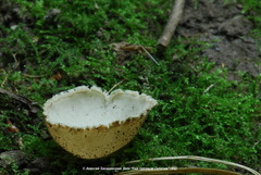 Tarzetta cupularis