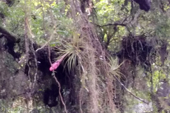 Tillandsia stricta