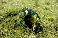 Haminoea exigua