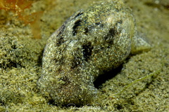 Haminoea navicula