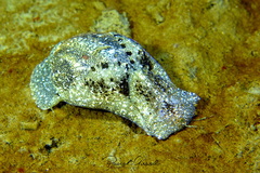 Haminoea navicula