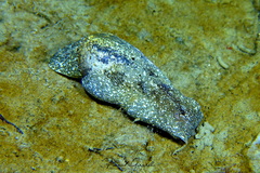Haminoea navicula