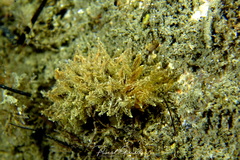 Janolus hyalinus