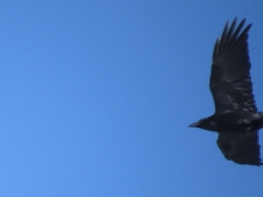Corvus corax